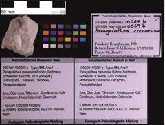 Foto (Objekt + Etiketten) von Paragalathea crenarvina (Robins, Feldmann, Schweitzer & Bonde, 2016) (NHMW-GEO-1990-0041-0289b)